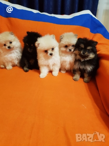 Померан померанчета свободни Гр София, снимка 3 - Померан - 52967032