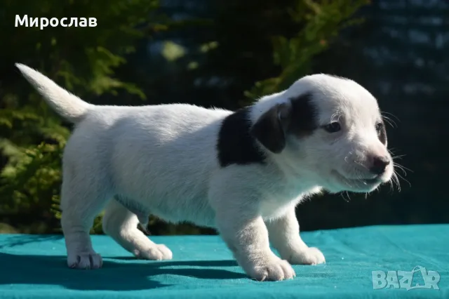 Джак ръсел териер , снимка 10 - Джак ръсел териер - 48174255