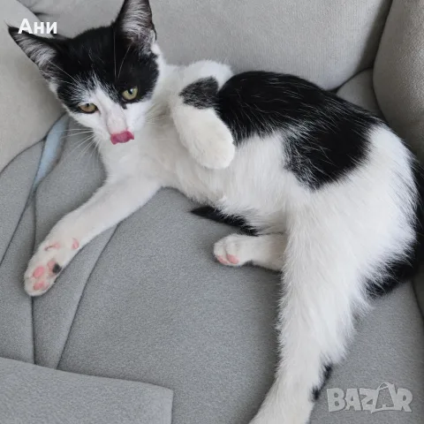 Коте на два месеца и половина