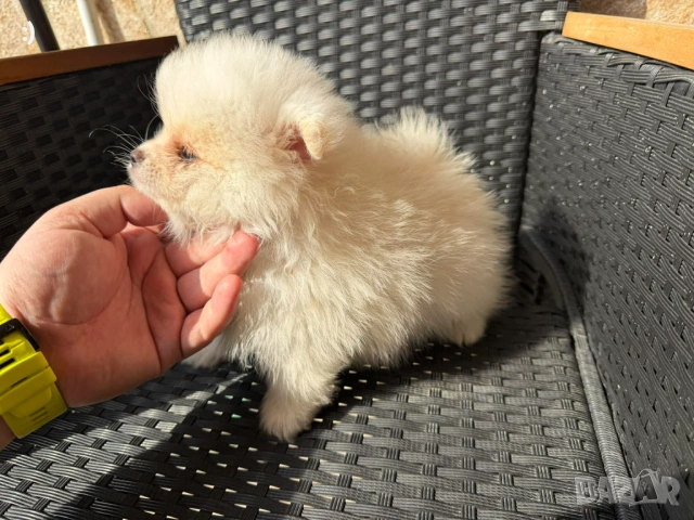 Мини Померани Актуално от 5.3.2026, снимка 5 - Померан - 53719217