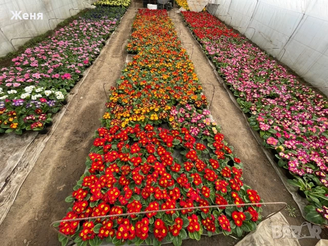 Иглика ( примула ) ТОП ЦЕНА, снимка 18 - Градински цветя и растения - 53356989