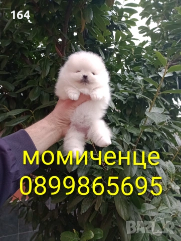 Миниатюрна. Мини момиченце. Померан., снимка 3 - Померан - 53669848