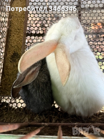 Продавам едри зайци, снимка 3 - Други - 53166218