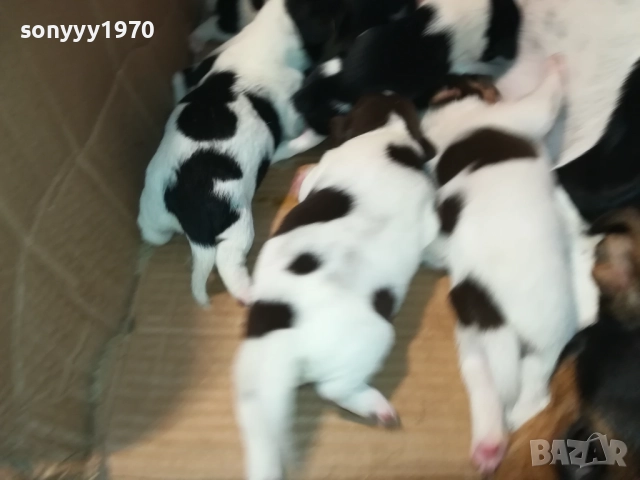 ДЖАК-СЛАДКИ БЕБЕТА 2508250707, снимка 6 - Джак ръсел териер - 51479040