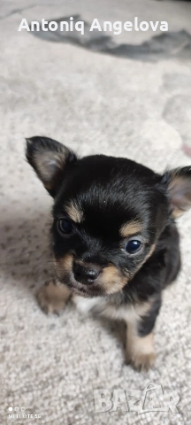 бебета чихуахуа с първа ваксина момчета и момичета хранят се самостоятелно, снимка 7 - Чихуахуа - 53540178