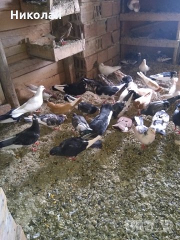 Продавам гълъби бемкалий палбелий поморийски пазарджишки млади бели гълъби за свадба, снимка 11 - Гълъби - 33750811