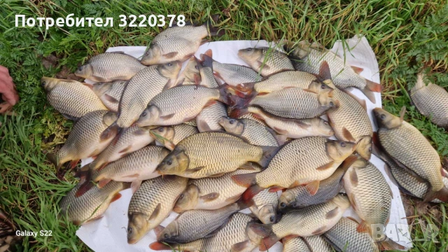 Продавам зарибител-шаран , снимка 3 - Рибки - 53470540