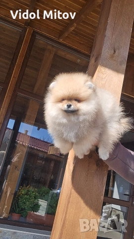 Мини Померан момче на 3 месеца 