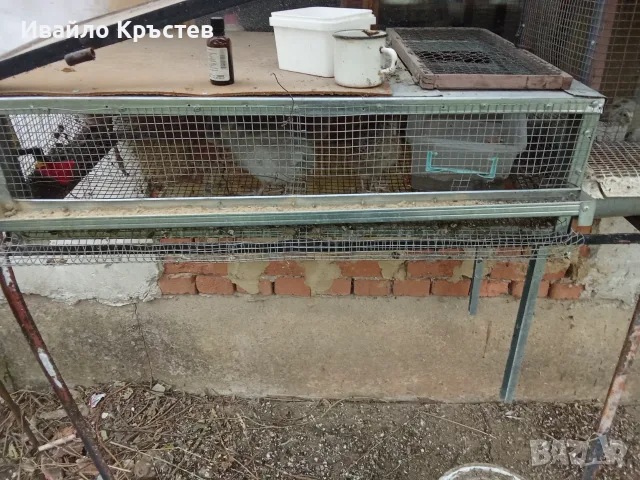  продавам пъдпъдъци с клетките, снимка 3 - други­ - 55842886
