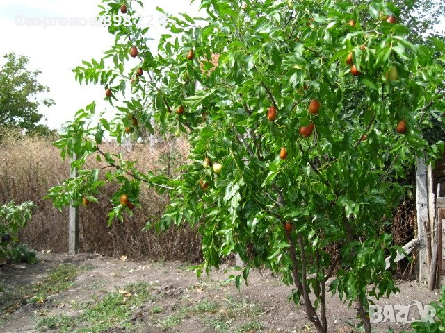 Хинап сорт „Ли“ (Li) ГИГАНСКИ В плододаваща възраст !!!, снимка 4 - Разсади - 37713586