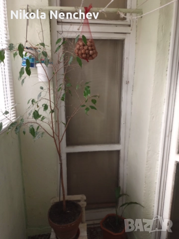 Продавам тристаен тухлен апартамент , снимка 8 - Апартаменти - 52217684