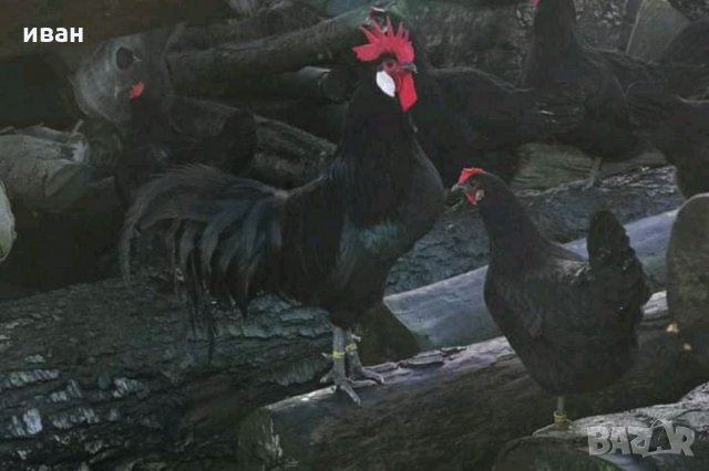 Оплодени яйца от Черно брезе, снимка 5 - други­ - 34127960