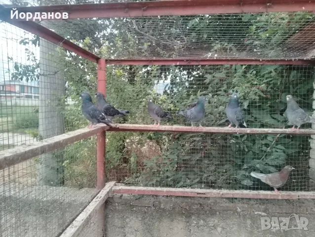 Пазарджишки гълъби, снимка 3 - Гълъби - 56171373