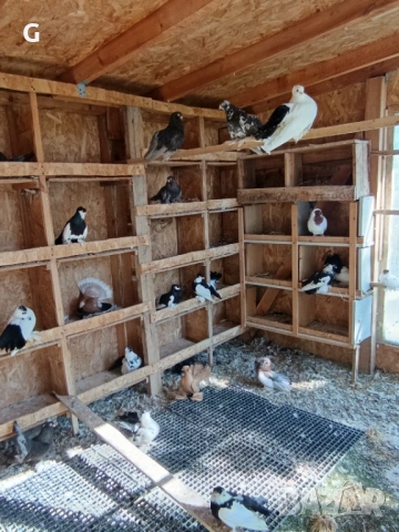 Гълъби различни видове , снимка 4 - Гълъби - 53737399