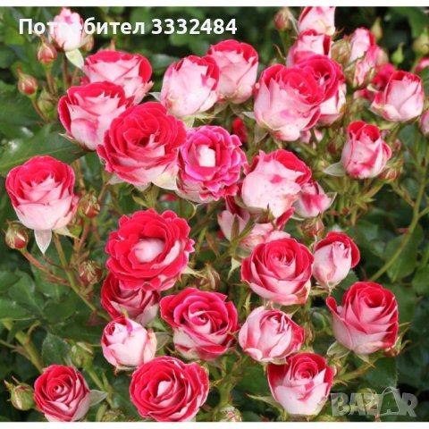 Роза 3, снимка 2 - Градински цветя и растения - 41777198