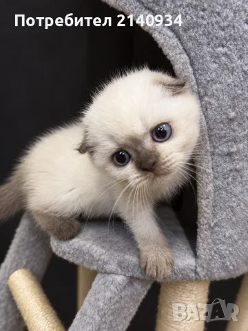 Шотландска клепоуха котка Blue Point. Scottish fold, снимка 4 - Британска късокосместа - 56106844