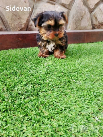 Йоркширски териер , снимка 8 - Йоркширски териер - 53695539