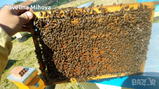 Продавам Пчелни отводки , снимка 3 - За пчели - 53689780
