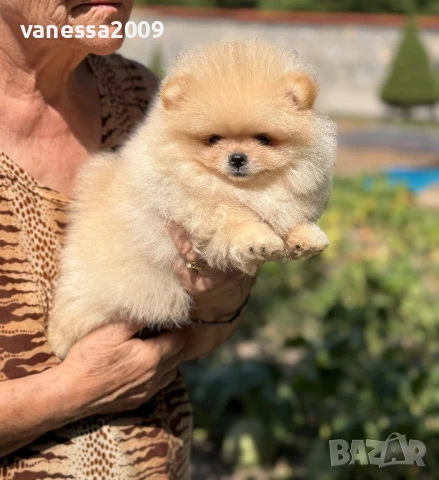 Померани , снимка 4 - Померан - 39236008