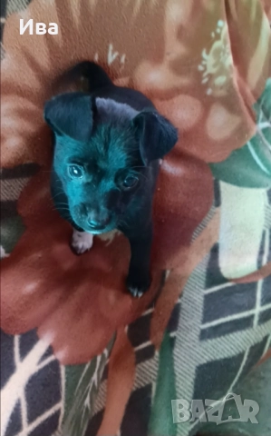 Продавам чистокръвно мини пинчерче мъжко с три ваксини, снимка 3 - Пинчер - 52097857