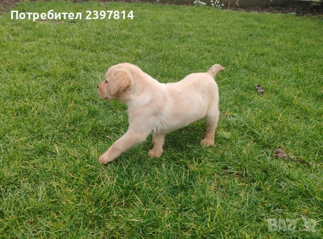 Лабрадор - женско , снимка 14 - Лабрадор ретривър - 53409226