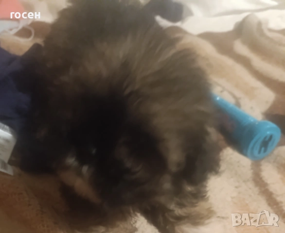 Куче, снимка 4 - Други - 53209848