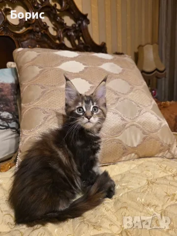 Мейн куун котета, снимка 4 - Мейн кун - 35075644