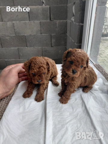 Тоу пудел готови за взимание слет десет дена 