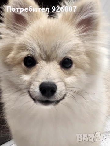 Померан мини шпиц , снимка 2 - Померан - 52288352