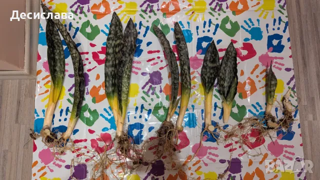 Sansevieria (star canyon granite), снимка 5 - Стайни растения - 49425505