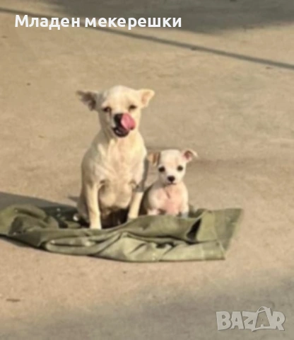 Малки сладури, снимка 8 - Чихуахуа - 53014662