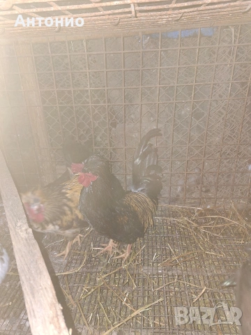 продавам джинки , снимка 8 - Кокошки и пуйки - 52171441