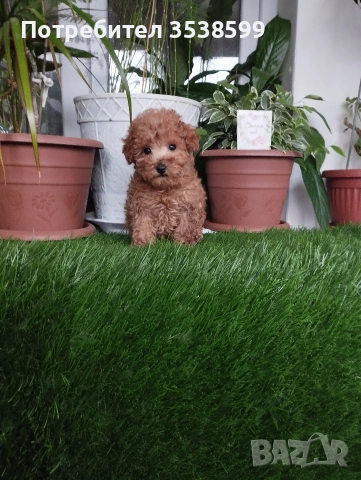 Той Пуделчета , снимка 10 - Пудели - 52909276