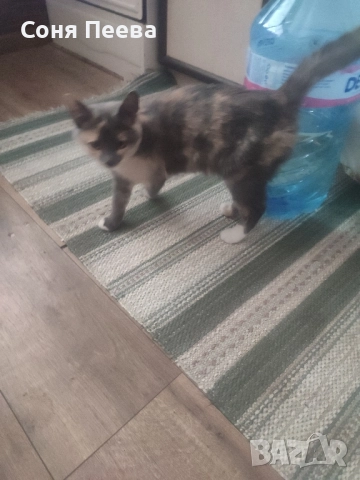 Домашна, женска,кастрирана котка