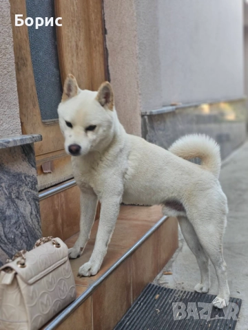 2 бр. Шиба Ину с родословие, снимка 3 - Шиба ину - 52678037