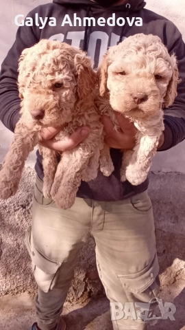 Лагото романьоло 