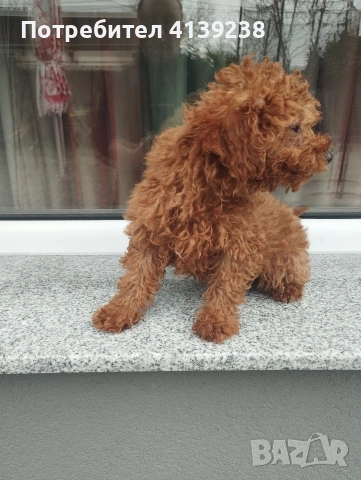 Той пудел , снимка 2 - Пудели - 53151627