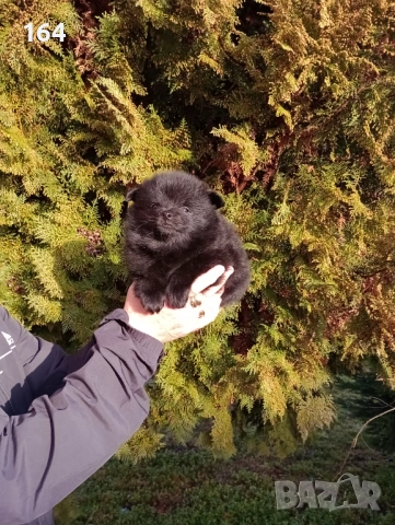 Померански Шпицове, снимка 8 - Немски шпиц - 53486751