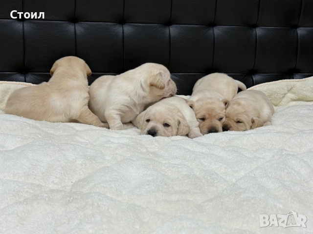 Чистокръвни Лабрадор Ретривър:, снимка 12 - Лабрадор ретривър - 53164804