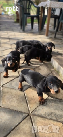 Дакел, снимка 3 - Дакели - 53590319