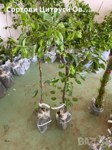 Круша Деведжи Девеци DEVECI, снимка 2 - Градински цветя и растения - 41085250