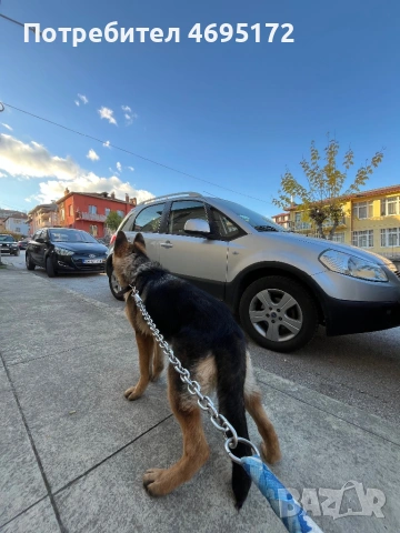 Мъжка немска овчарка, снимка 2 - Немска овчарка - 52928273