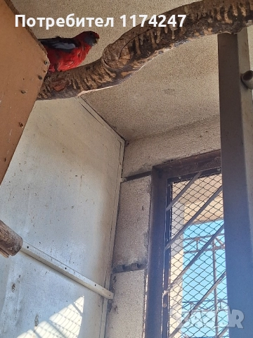 Червени пенантови розели , снимка 3 - Папагали - 52571285