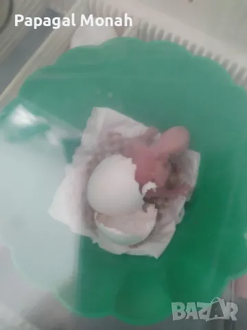 Еклектуси Благороден папагал, снимка 11 - Папагали - 41415366