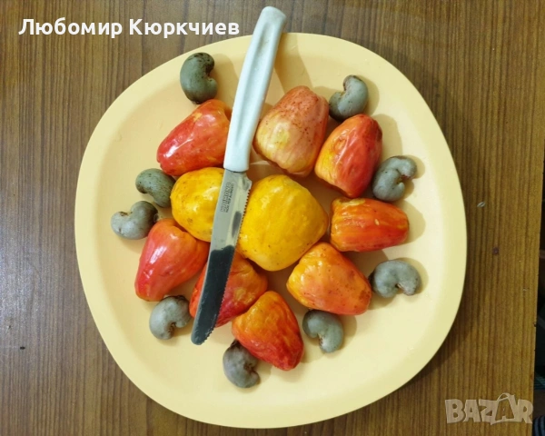 Кашу ядки за садене , снимка 5 - Сортови семена и луковици - 53261713