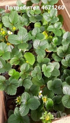 Разсад Ягоди сорт Дели