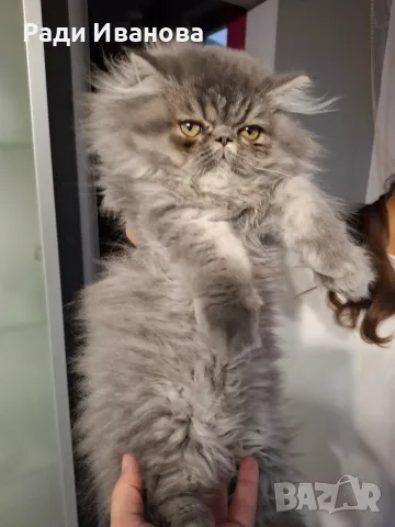 Персийско женско коте на три месеца