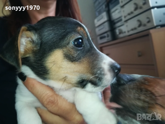 МЪЖКАР-ДЖАК РЪСЕЛ-ПОСЛЕДНА БРОЙКА!!! 2909251715, снимка 16 - Джак ръсел териер - 51880586