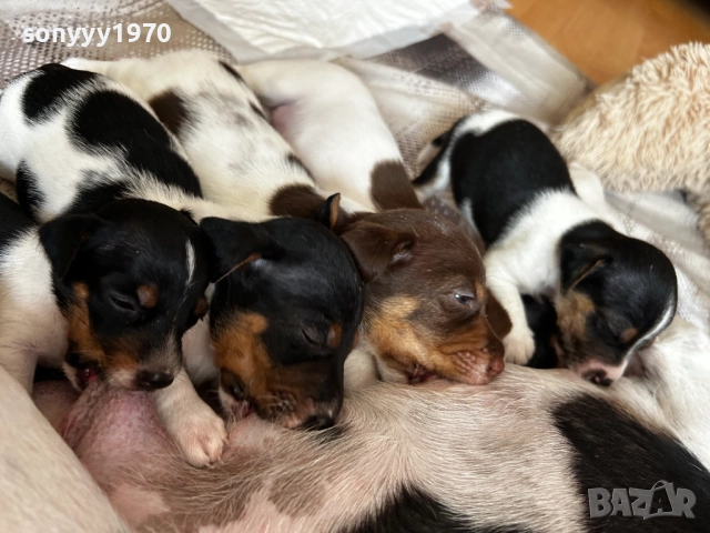 ДЖАК РЪСЕЛ 250ЛВ ЗА БРОЙ 1109251832