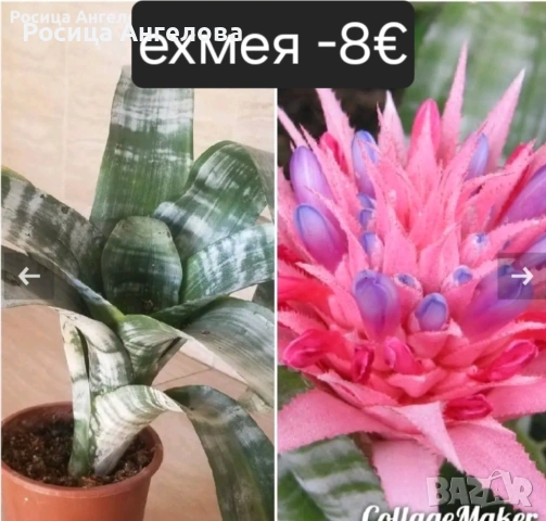 Цветя , снимка 6 - Стайни растения - 53239789